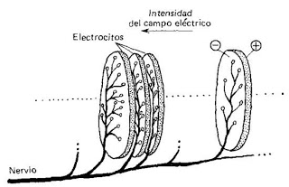 electrocitos